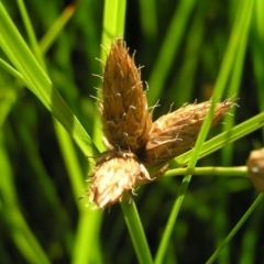 Bolboschoenus caldwellii at Fyshwick, ACT - 4 Mar 2018