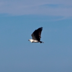 Haliaeetus leucogaster (White-bellied Sea-Eagle) at Eden, NSW - 28 Feb 2018 by RossMannell