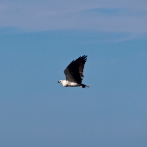 Haliaeetus leucogaster at Eden, NSW - 28 Feb 2018