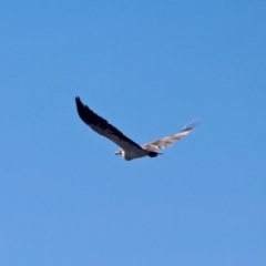 Haliaeetus leucogaster at Eden, NSW - 28 Feb 2018