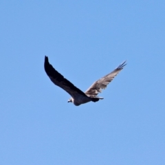 Haliaeetus leucogaster at Eden, NSW - 28 Feb 2018