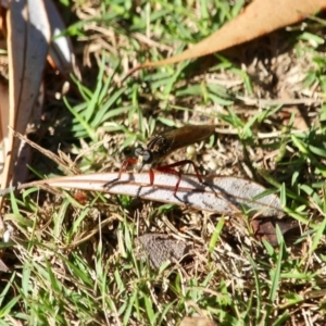 Asilidae (family) at Eden, NSW - 28 Feb 2018