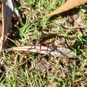 Asilidae (family) at Eden, NSW - 28 Feb 2018 04:54 PM