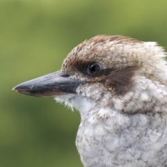 Dacelo novaeguineae (Laughing Kookaburra) at Merimbula, NSW - 4 Mar 2018 by Leo