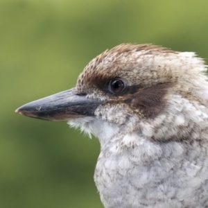 Dacelo novaeguineae at Merimbula, NSW - 4 Mar 2018 05:00 PM