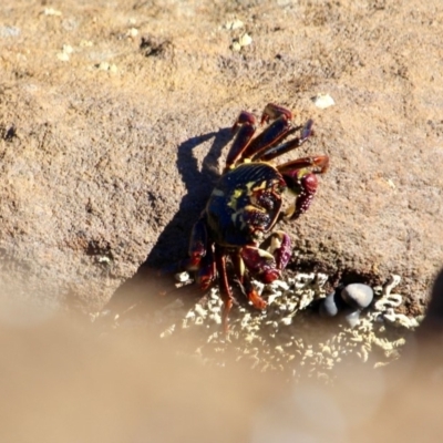 Leptograpsus variegatus (Purple Rock Crab) at Ben Boyd National Park - 28 Feb 2018 by RossMannell