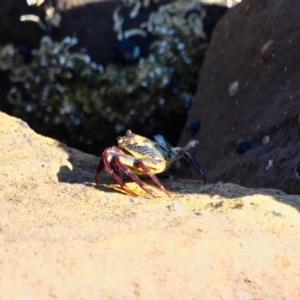 Leptograpsus variegatus at Eden, NSW - 28 Feb 2018 04:28 PM