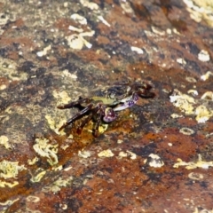 Leptograpsus variegatus at Eden, NSW - 28 Feb 2018 04:28 PM