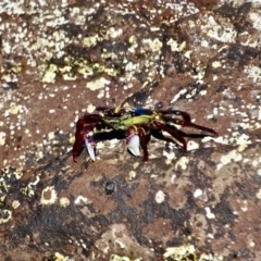 Leptograpsus variegatus at Eden, NSW - 28 Feb 2018