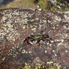 Leptograpsus variegatus at Eden, NSW - 28 Feb 2018 04:28 PM