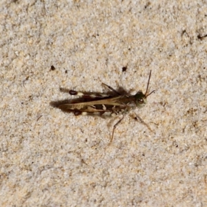 Oedaleus australis at Eden, NSW - 28 Feb 2018