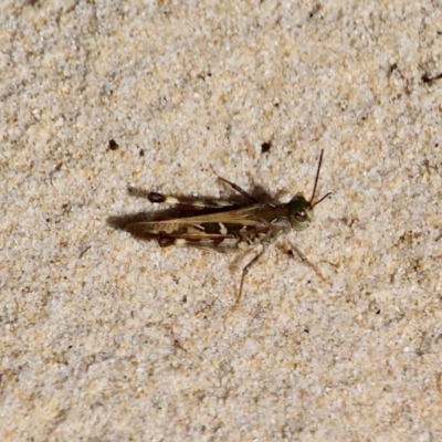 Oedaleus australis (Australian Oedaleus) at Ben Boyd National Park - 28 Feb 2018 by RossMannell