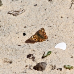 Junonia villida (Meadow Argus) at Eden, NSW - 28 Feb 2018 by RossMannell