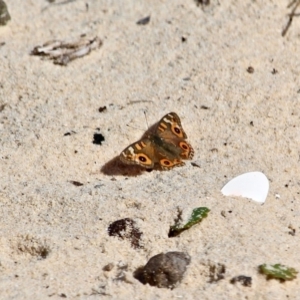 Junonia villida at Eden, NSW - 28 Feb 2018 03:39 PM