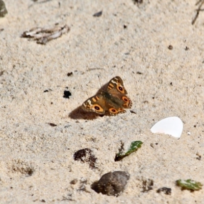 Junonia villida (Meadow Argus) at Ben Boyd National Park - 28 Feb 2018 by RossMannell