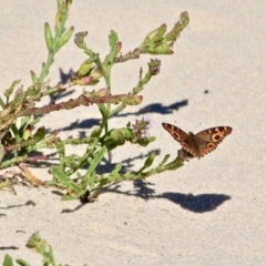 Junonia villida at Eden, NSW - 28 Feb 2018 03:39 PM