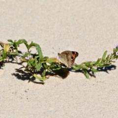 Junonia villida at Eden, NSW - 28 Feb 2018 03:39 PM