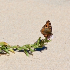 Junonia villida at Eden, NSW - 28 Feb 2018 03:39 PM