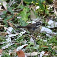 Sericornis frontalis (White-browed Scrubwren) at Eden, NSW - 28 Feb 2018 by RossMannell