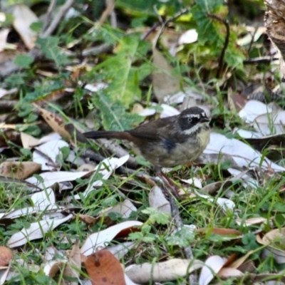 Sericornis frontalis (White-browed Scrubwren) at Ben Boyd National Park - 28 Feb 2018 by RossMannell