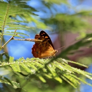 Heteronympha paradelpha at Eden, NSW - 5 Feb 2018