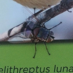Rutilia (Donovanius) sp. (genus & subgenus) (A Bristle Fly) at Belconnen, ACT - 4 Mar 2018 by gorrieje