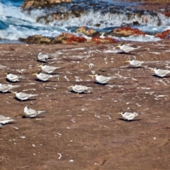 Thalasseus bergii (Crested Tern) at Ben Boyd National Park - 27 Feb 2018 by RossMannell