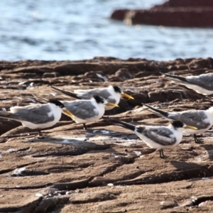 Thalasseus bergii at Eden, NSW - 28 Feb 2018