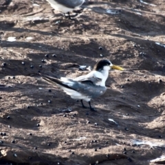 Thalasseus bergii at Eden, NSW - 28 Feb 2018