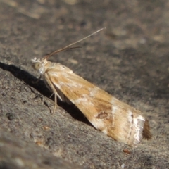 Hellula hydralis (Cabbage Centre Moth) at Molonglo, ACT - 18 Feb 2018 by MichaelBedingfield
