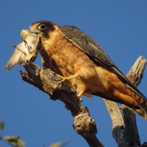 Falco longipennis at Garran, ACT - 4 Mar 2018