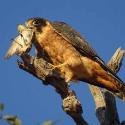 Falco longipennis (Australian Hobby) at Garran, ACT - 4 Mar 2018 by roymcd