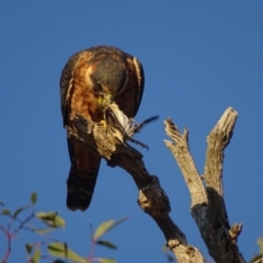 Falco longipennis at Garran, ACT - 4 Mar 2018