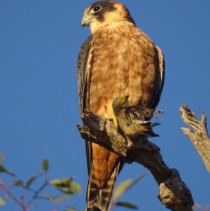 Falco longipennis at Garran, ACT - 4 Mar 2018