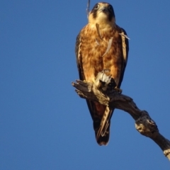 Falco longipennis at Garran, ACT - 4 Mar 2018