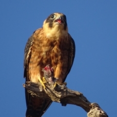 Falco longipennis at Garran, ACT - 4 Mar 2018 07:34 AM