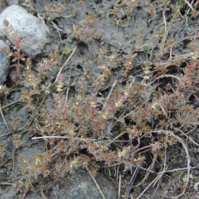 Myriophyllum verrucosum (Red Water-milfoil) at Molonglo River Reserve - 18 Feb 2018 by michaelb