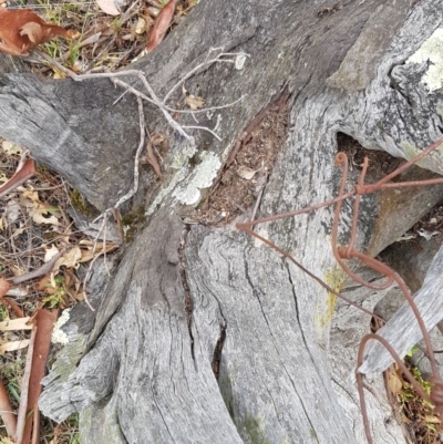 Papyrius nitidus (Shining Coconut Ant) at O'Malley, ACT - 5 Mar 2018 by Kristy