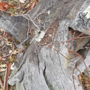 Papyrius nitidus at O'Malley, ACT - 5 Mar 2018