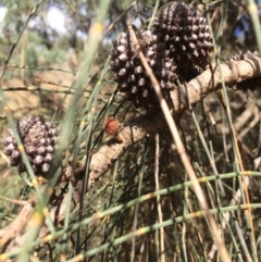 Allocasuarina verticillata (Drooping Sheoak) at QPRC LGA - 24 Feb 2018 by alex_watt