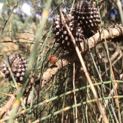 Allocasuarina verticillata (Drooping Sheoak) at Googong, NSW - 24 Feb 2018 by alexwatt