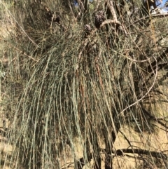 Allocasuarina verticillata at Googong, NSW - 24 Feb 2018 04:30 PM