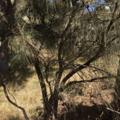 Allocasuarina verticillata at Googong, NSW - 24 Feb 2018 04:30 PM