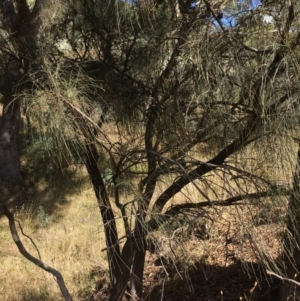 Allocasuarina verticillata at Googong, NSW - 24 Feb 2018