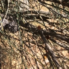 Allocasuarina verticillata at Googong, NSW - 24 Feb 2018 04:30 PM