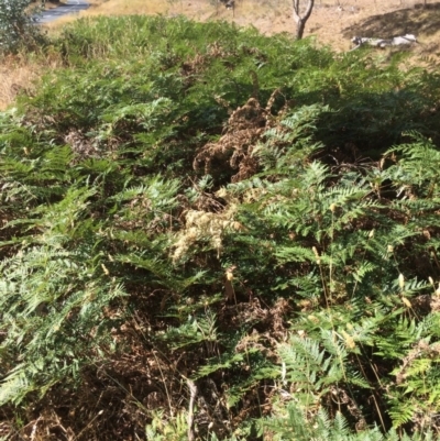 Pteridium esculentum (Bracken) at Googong, NSW - 24 Feb 2018 by alex_watt