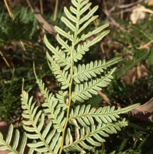 Pteridium esculentum at Googong, NSW - 24 Feb 2018 04:29 PM