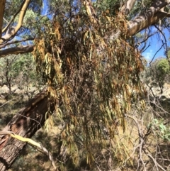 Amyema pendula subsp. pendula (Drooping Mistletoe) at Googong, NSW - 24 Feb 2018 by alexwatt