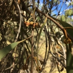 Amyema pendula subsp. pendula at Googong, NSW - 24 Feb 2018