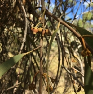 Amyema pendula subsp. pendula at Googong, NSW - 24 Feb 2018